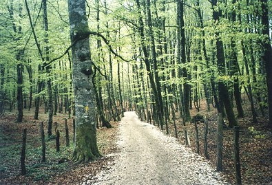Foto Album
