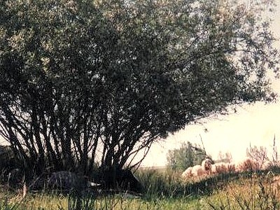 Foto Album