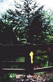 Foto Album