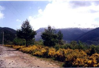 Foto Album
